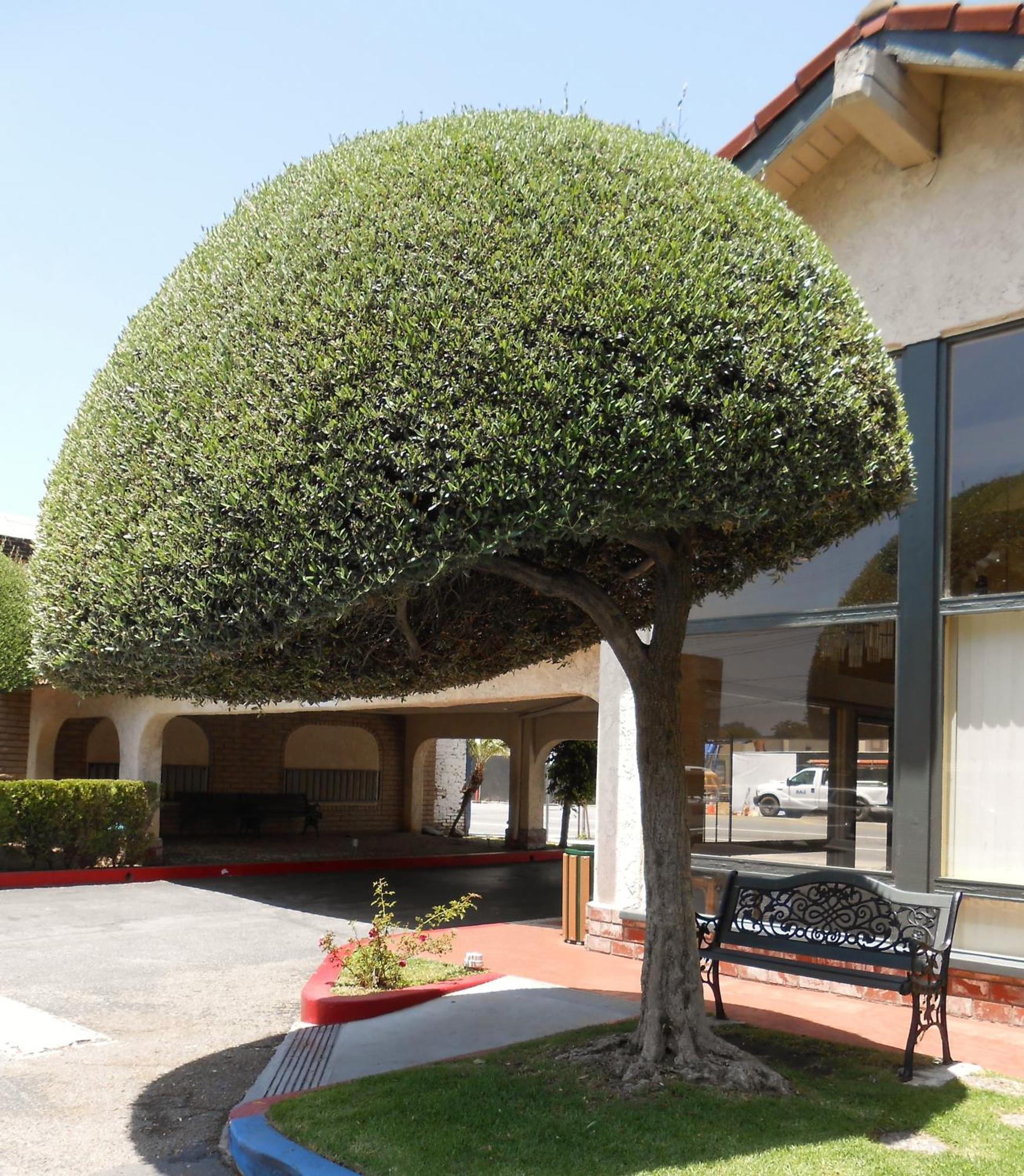 Vagabond Inn Glendale Exterior foto